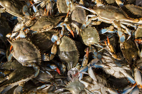 Hot girl summer? Blue crab study shows ‘healthy female abundance’ in Chesapeake Bay