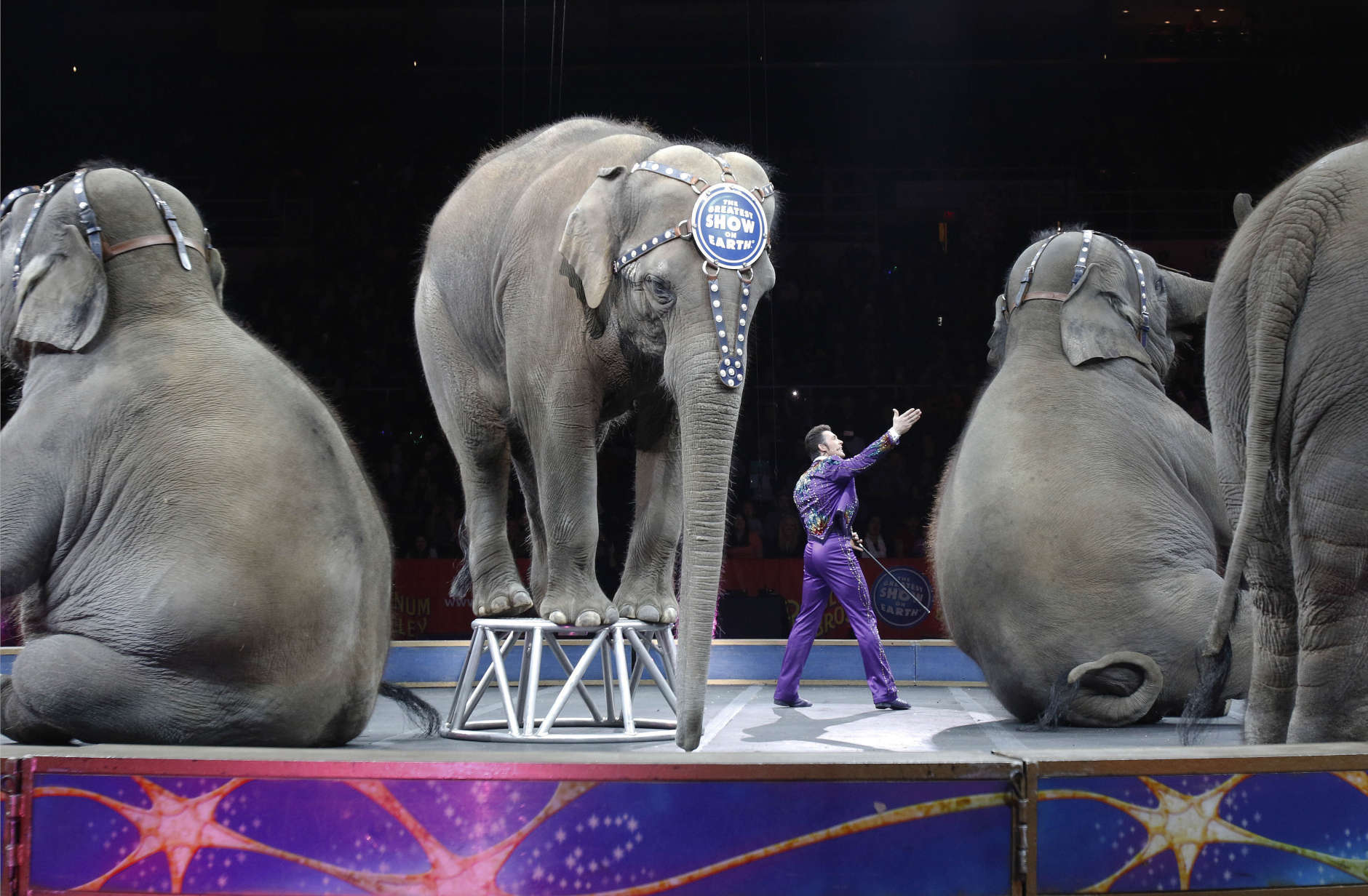 Asian elephants perform for the final time in the Ringling Bros. and Barnum &amp; Bailey Circus Sunday, May 1, 2016, in Providence, R.I. The circus closes its own chapter on a controversial practice that has entertained audiences since circuses began in America two centuries ago. The animals will live at the Ringling Bros. 200-acre Center for Elephant Conservation in Florida. (AP Photo/Bill Sikes)