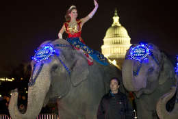 A performer waves as elephants with the Ringling Bros. and Barnum &amp; Bailey show, pause for a photo opportunity on 3rd Street in front of the U.S. Capitol on their way to the Verizon Center, to promote the show coming to town, Tuesday, March 19, 2013, in Washington. (AP Photo/Alex Brandon)
