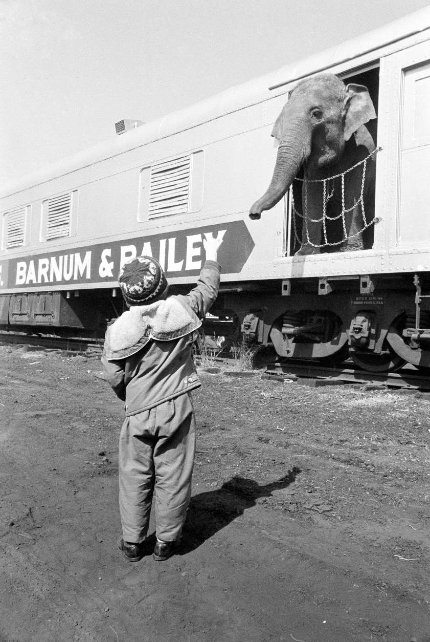 Brain Hayes, 5, greets one of the elephants that arrived aboard the circus train for a week stand in Philadelphia on March 29, 1966. (AP Photo/Warren M. Winterbottom)
