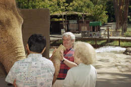 House Speaker Newt Gingrich looks into the trunk of an African elephant on Sunday, May 19, 1996 while visiting the zoo in Los Angels with actress Betty White, right. (AP Photo/John Hayes)