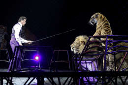 Big-cat trainer Alexander Lacey performs with lions and tigers Sunday, May 1, 2016, in Providence, R.I., during the show where Asian elephants made their final performance in the Ringling Bros. and Barnum &amp; Bailey Circus.  (AP Photo/Bill Sikes)