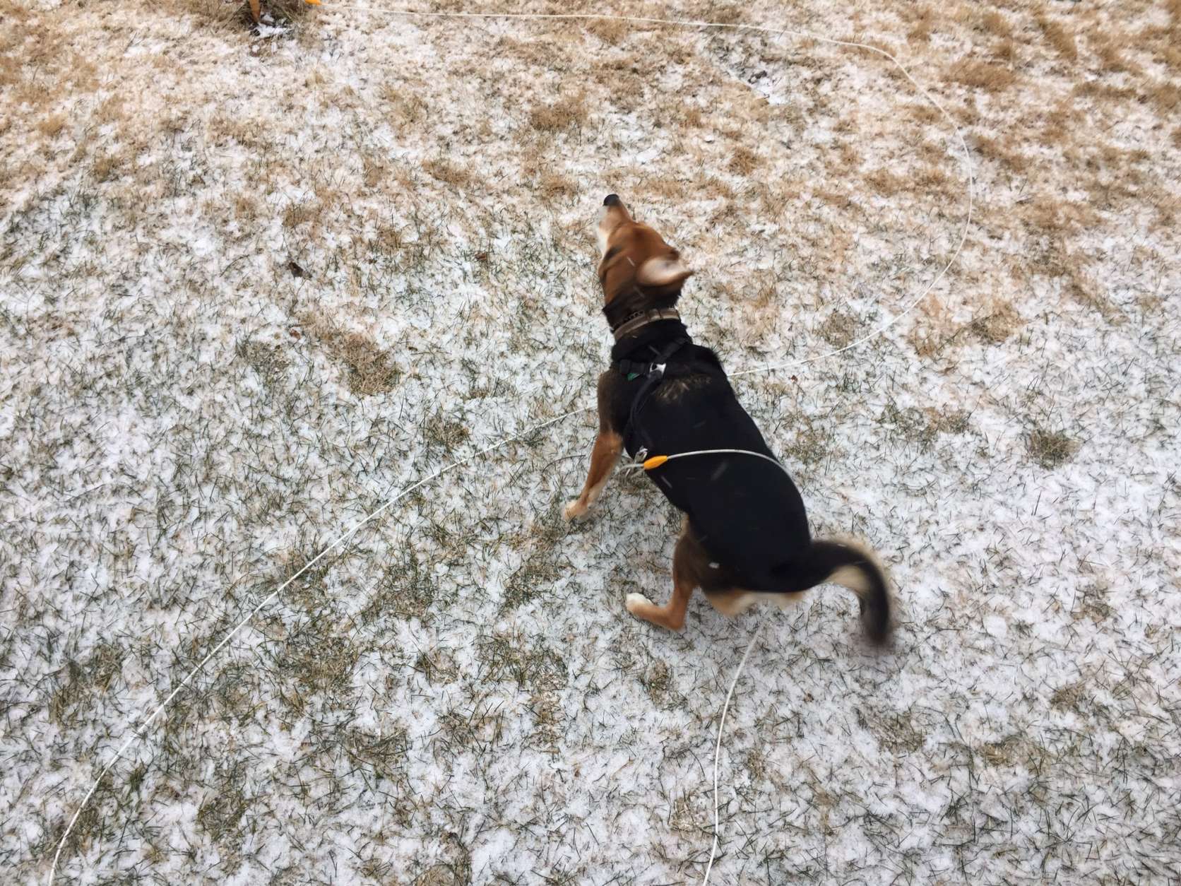 A dog gives a shake in light snow falling Saturday morning in Charles County, Md. (WTOP/Darci Marchese)