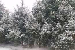 Snow coats the trees along the roads in Virginia on Saturday morning. (WTOP/Kathy Stewart)