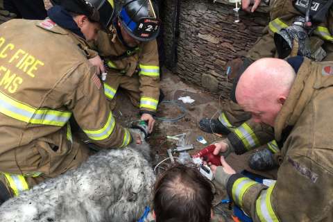 Dog rescued from DC house fire dies