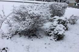 Snow in the backyard in Waldorf, Maryland, Jan. 30, 2017. (WTOP/Darci Marchese)