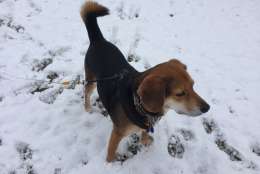 Scout loves the snow in Waldorf, Maryland ... (WTOP/Darci Marchese)