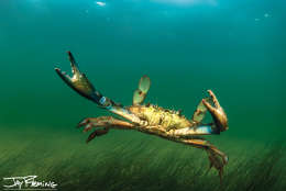 Blue Crab in an eel grass bed near Bloodsworth Island 