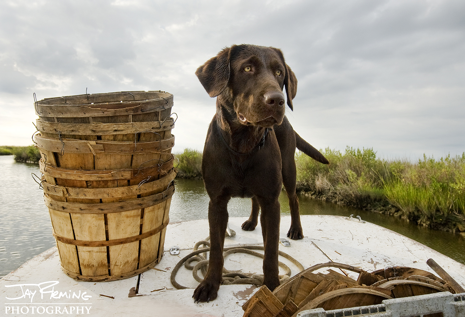 Sophie - chocolate lab - on the bow of her owners workboat - Deal Island 