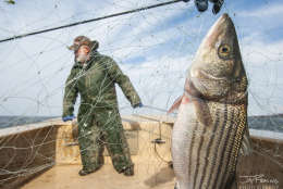 Gill netting for Striped Bass in the Potomac River near Cobb Island 
