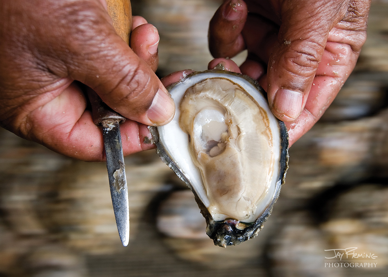 Shucked oyster. Reedville, Virginia 
