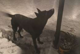 Danetta Riedel from Littlestown, Pennsylvania, shared this photo of a dog in the snow.  (Courtesy Danetta Riedel)