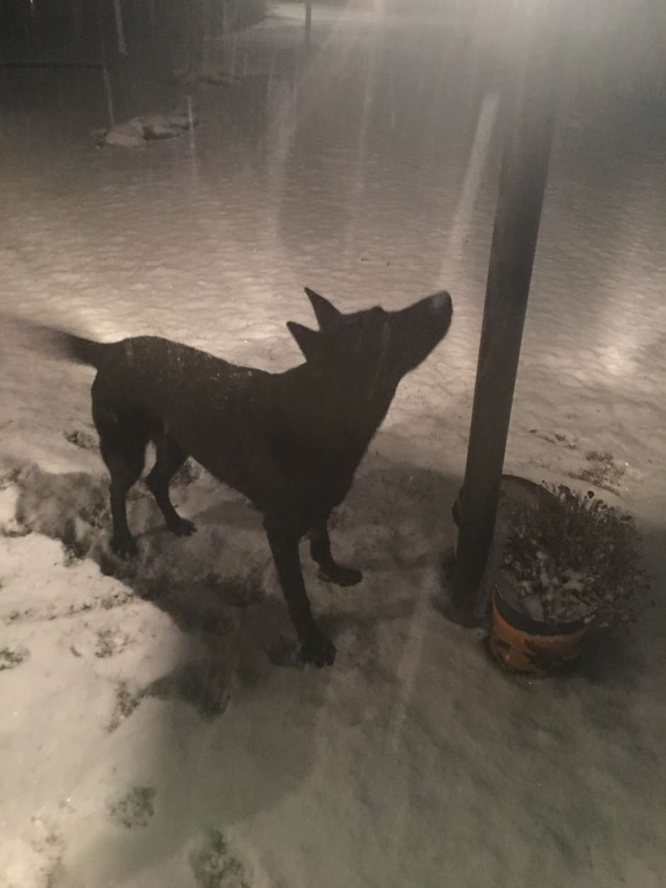 Danetta Riedel from Littlestown, Pennsylvania, shared this photo of a dog in the snow.  (Courtesy Danetta Riedel)