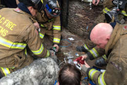 A Maremma named Caesare was resuscitated by D.C. firefighters after it was found unconscious in a house fire. (Courtesy DC Fire and EMS)