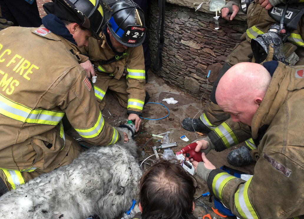 A Maremma named Caesare was resuscitated by D.C. firefighters after it was found unconscious in a house fire. (Courtesy DC Fire and EMS)