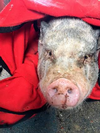 "Firefighters were fortunate to have rescued the family’s pet pig 'Pebbles' from the home, returning it safely to its owners," Loudoun County Fire and Rescue said in a release. (Courtesy Loudoun County Fire and Rescue)