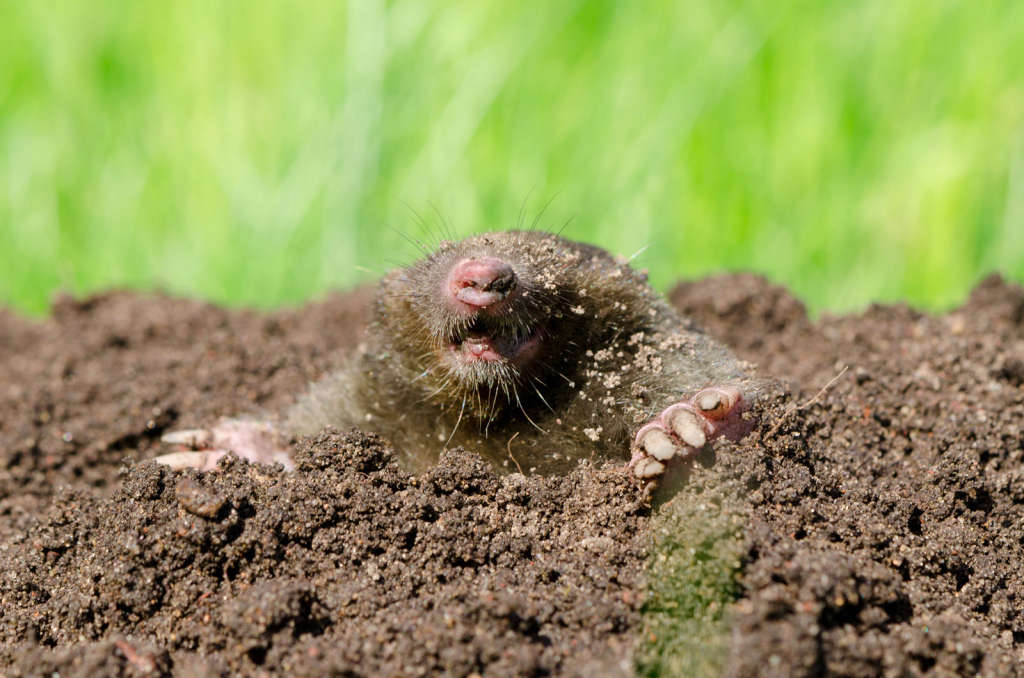 How To Rid Your Yard Of Moles Or Voles Or Both Wtop,What Is Viscose Fabric Made Of
