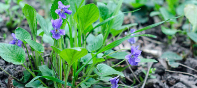 Not So Wild About Violets Pick Em And Eat Em Wtop