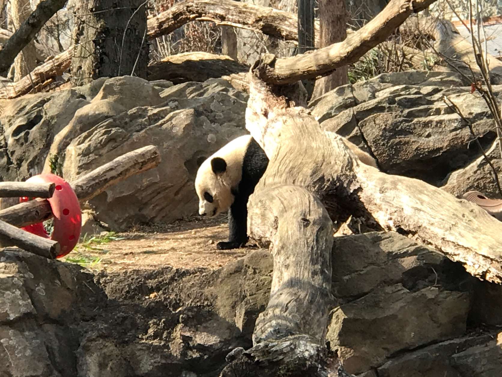 Smithsonian National Zoo Giant Panda Bao Bao will be shipped to China next week. (WTOP/Megan Cloherty)