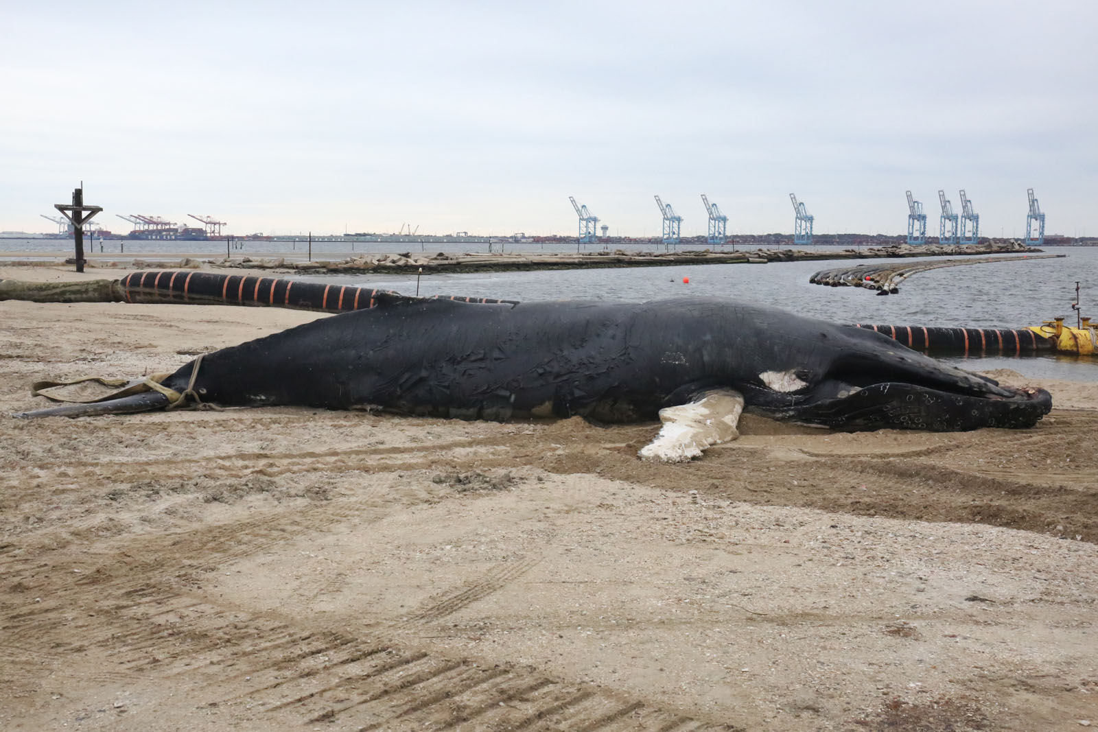 An image of the injuries sustained by the whale provided by the Virginia Aquarium and Marine Science Center. Two dead humpback whales have been pulled from Virginia waters in the span of just a few days. (Courtesy Virginia Aquarium and Marine Science Center)