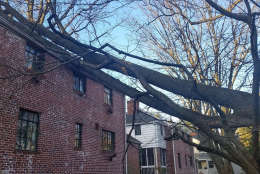 Severe winds toppled several trees on Thornapple Street in Chevy Chase, hitting two separate houses. (WTOP/Kathy Stewart)