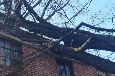 Destructive winds topple trees into Chevy Chase homes