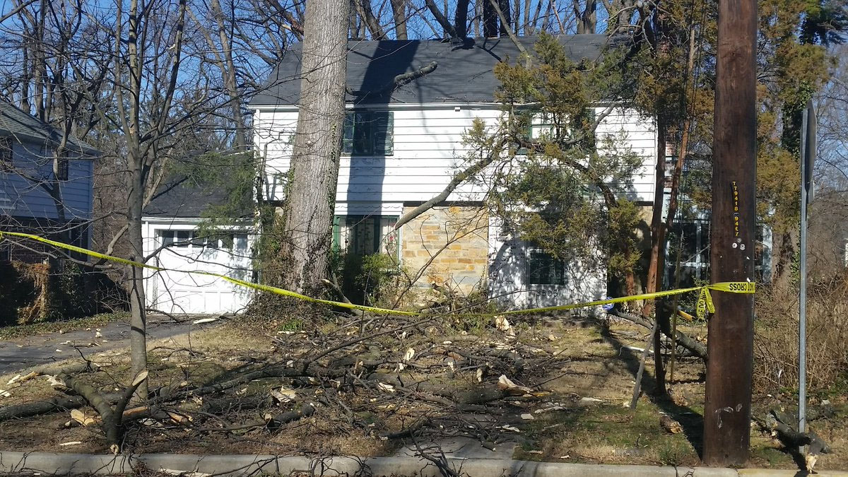 Severe winds toppled several trees in Chevy Chase, Maryland. (WTOP/Kathy Stewart)