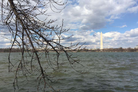 So it begins: Tidal Basin cherry trees enter first stage of bloom