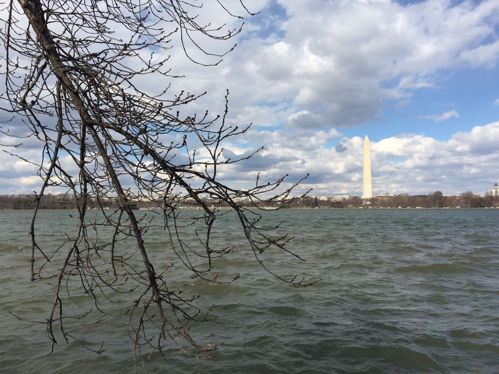 There was no sign of green on the buds of the cherry trees along the Tidal Basin near the Jefferson Memorial Feb. 15. (WTOP/Michelle Basch)
