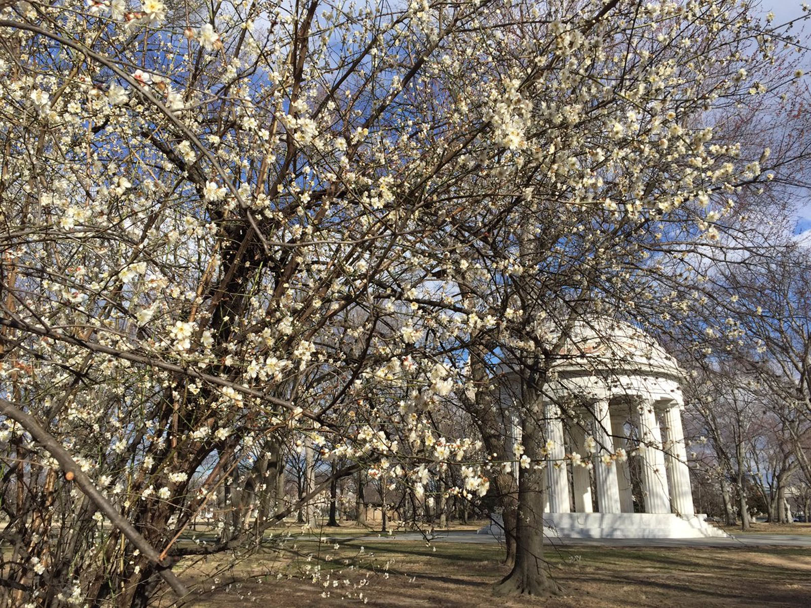 Don't be fooled by a bunch of trees with white and pink blossoms on them now near the D.C. War Memorial. According to the Park Service, those are flowering apricot trees, which are typically the first trees to bloom on the National Mall every year. (WTOP/Michelle Basch)