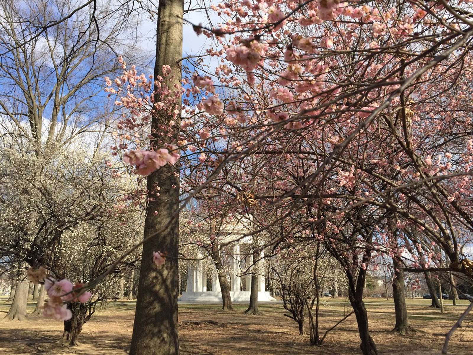 Don't be fooled by a bunch of trees with white and pink blossoms on them now near the D.C. War Memorial. According to the Park Service, those are flowering apricot trees, which are typically the first trees to bloom on the National Mall every year. (WTOP/Michelle Basch)