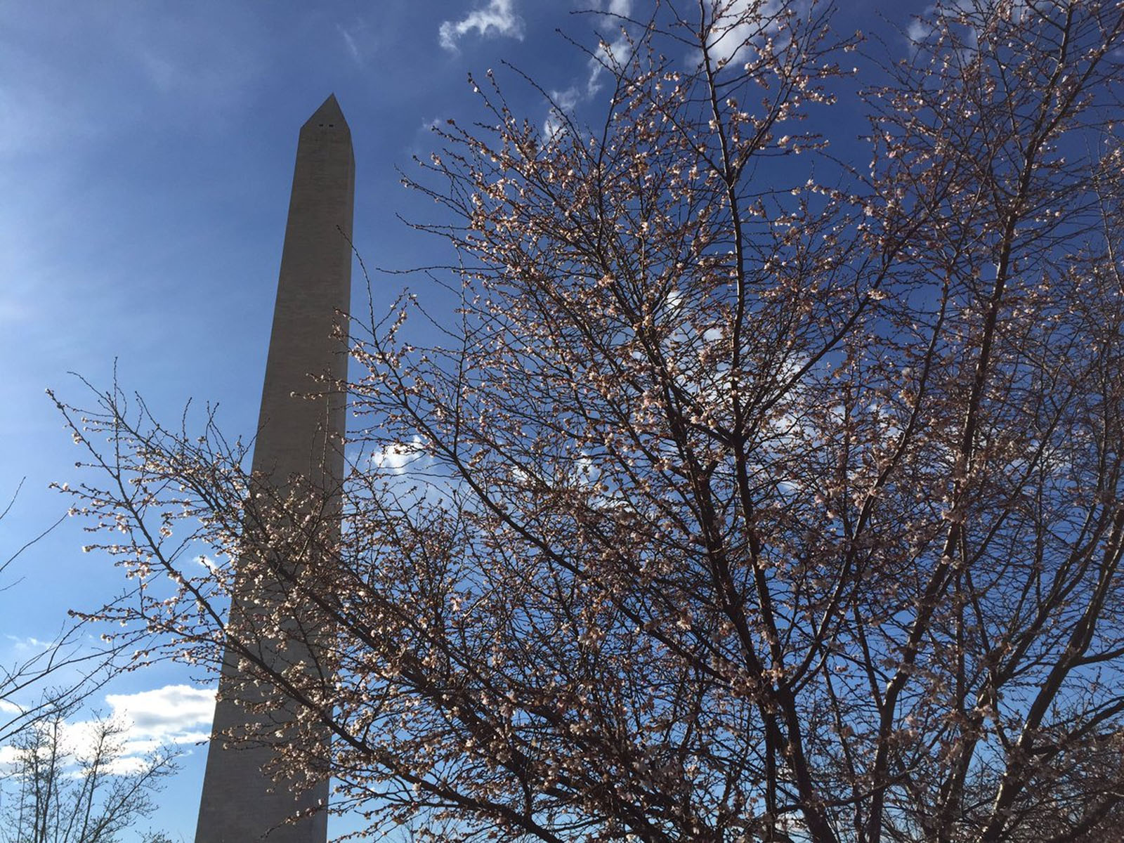A few D.C. cherry trees are blooming now. You'll find these "autumn flowering" ones between the Washington Monument and the National Museum of African American History and Culture. (WTOP/Michelle Basch)