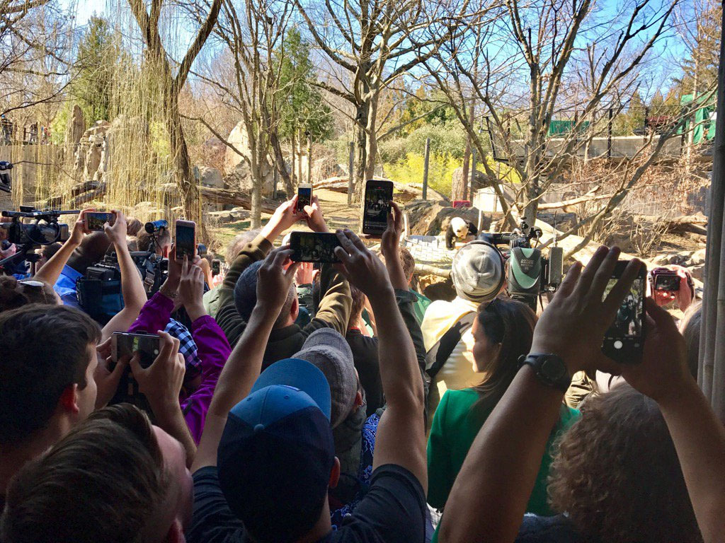 National Zoo visitors vie for a chance to see Bao Bao on her last day in the U.S. (WTOP/Megan Cloherty)