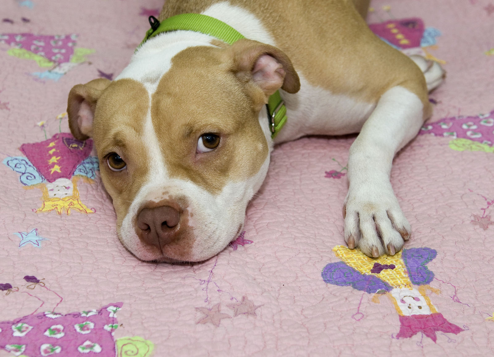Pet of the Week: Paige, a two-year-old bull dog mix who's a real cutie pie. (Courtesy Humane Rescue Alliance)