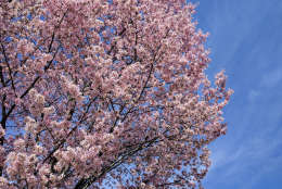 Trees already in blossom in Northwest D.C. (WTOP/Ginger Whitaker)