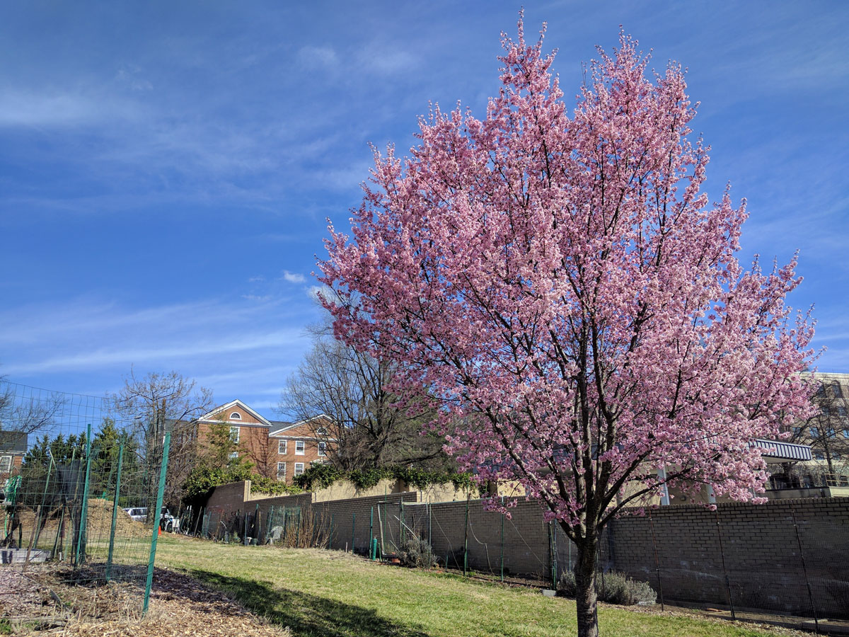 Trees already in blossom in Northwest D.C. (WTOP/Ginger Whitaker)