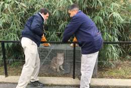 Female bobcat Ollie was found on National Zoo property Wednesday. (Courtesy National Zoo)