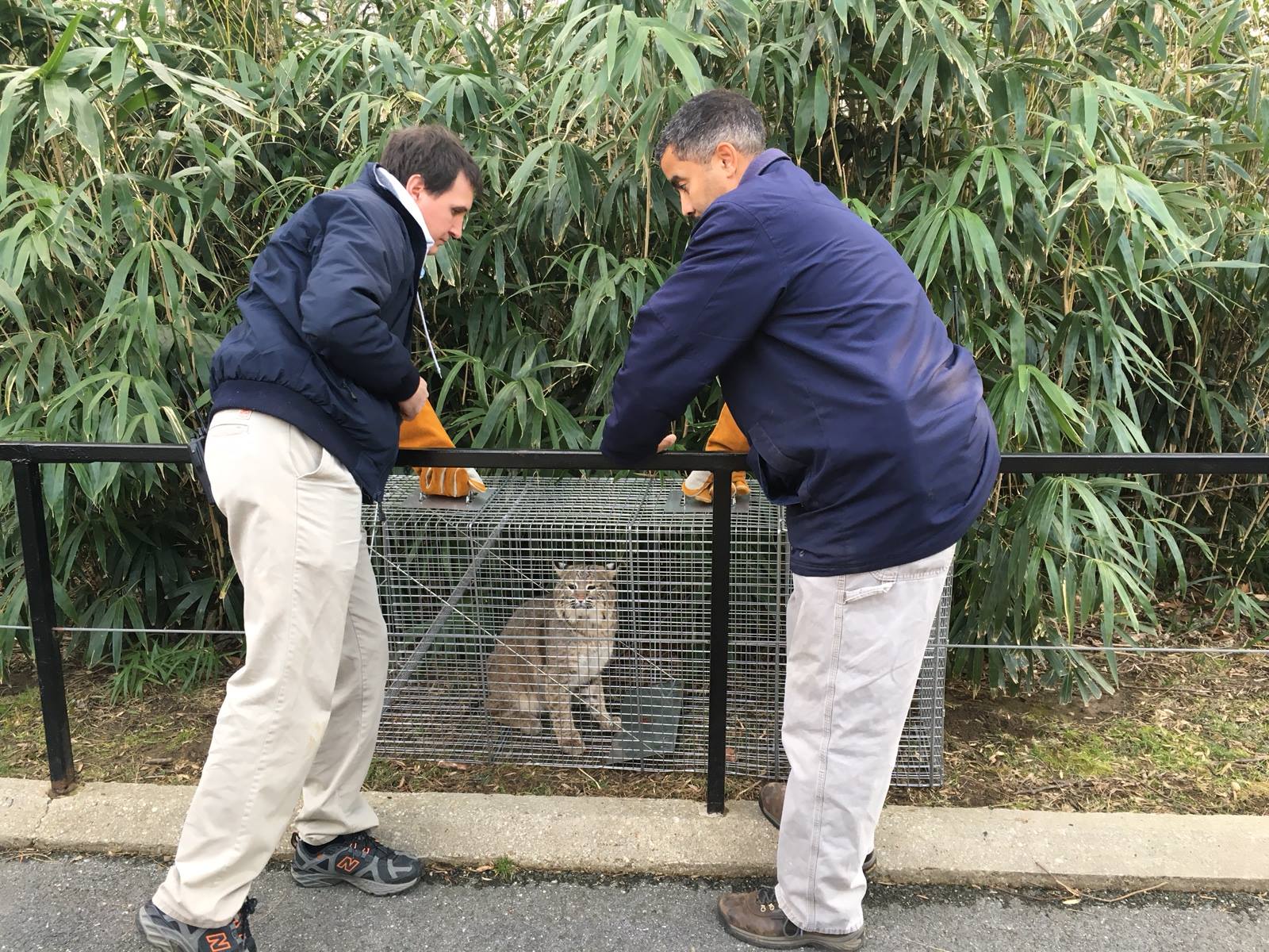 Female bobcat Ollie was found on National Zoo property Wednesday. (Courtesy National Zoo)