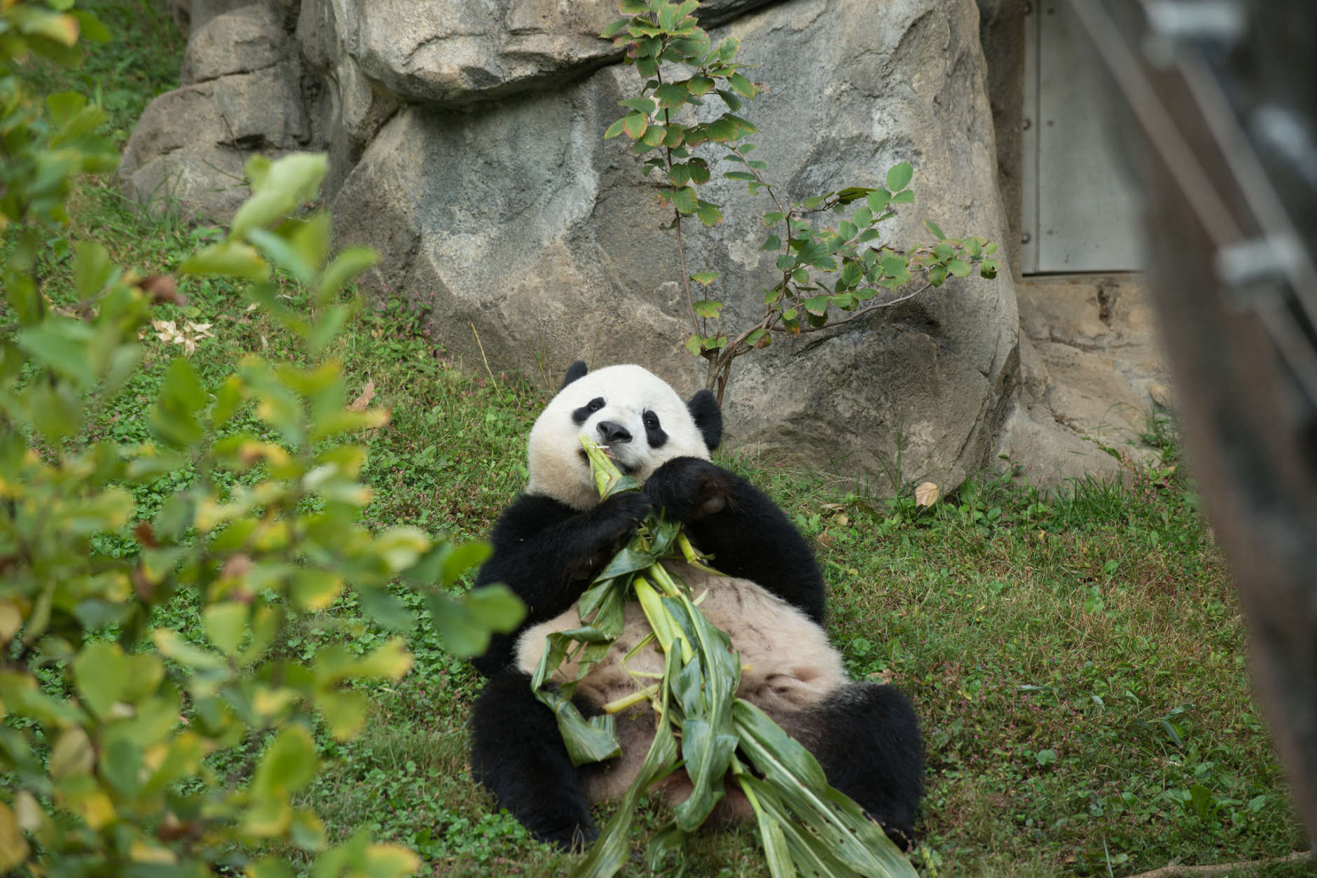 Bao Bao will be shipped on her own Fed Ex cargo plane February 21. (Courtesy Smithsonian National Zoo)