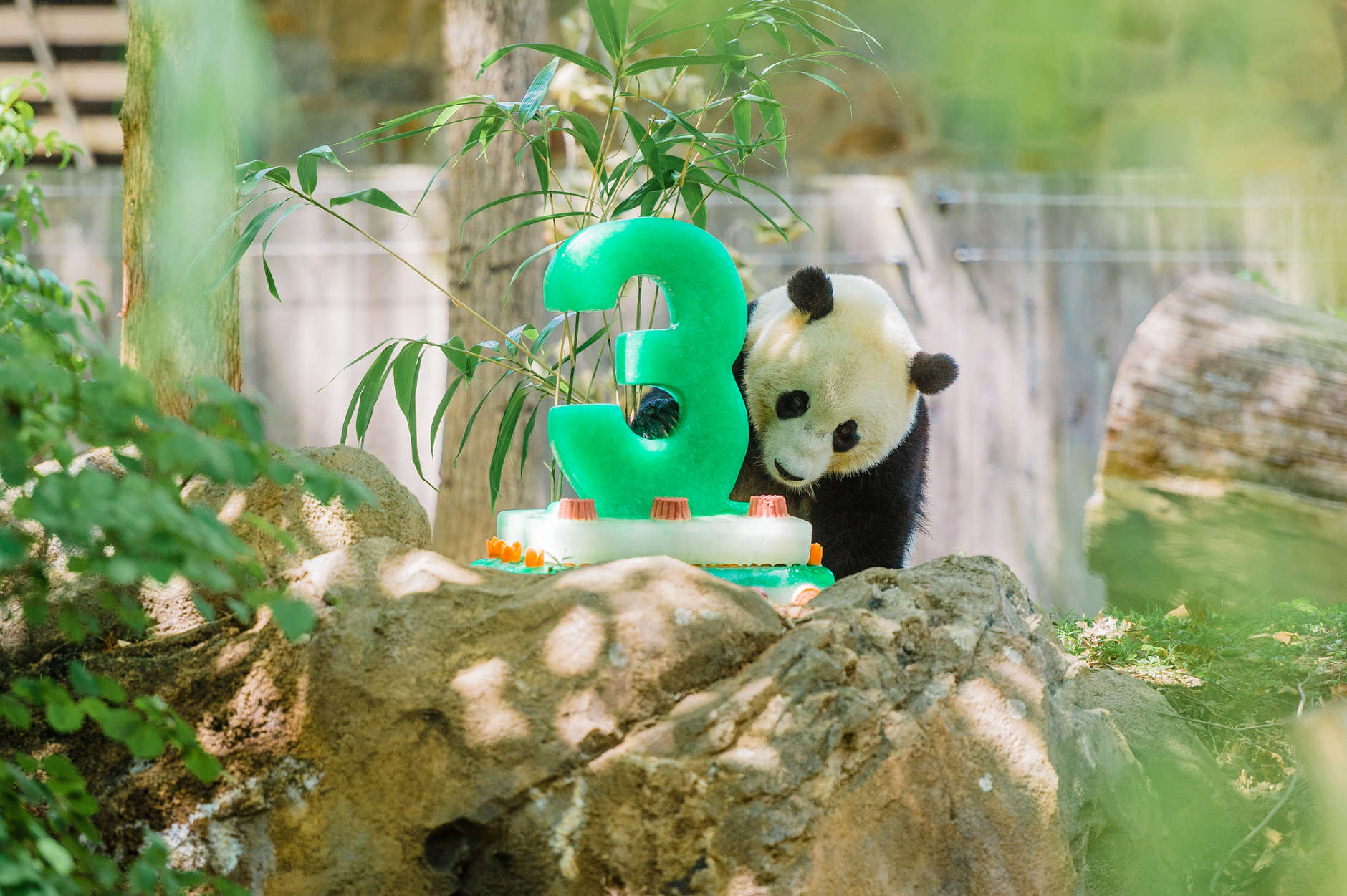 Bao Bao turned three years old on August 23, 2016. It was predetermined once she reached this age she would be returned to China as part of a contractual agreement. (Courtesy Smithsonian National Zoo)