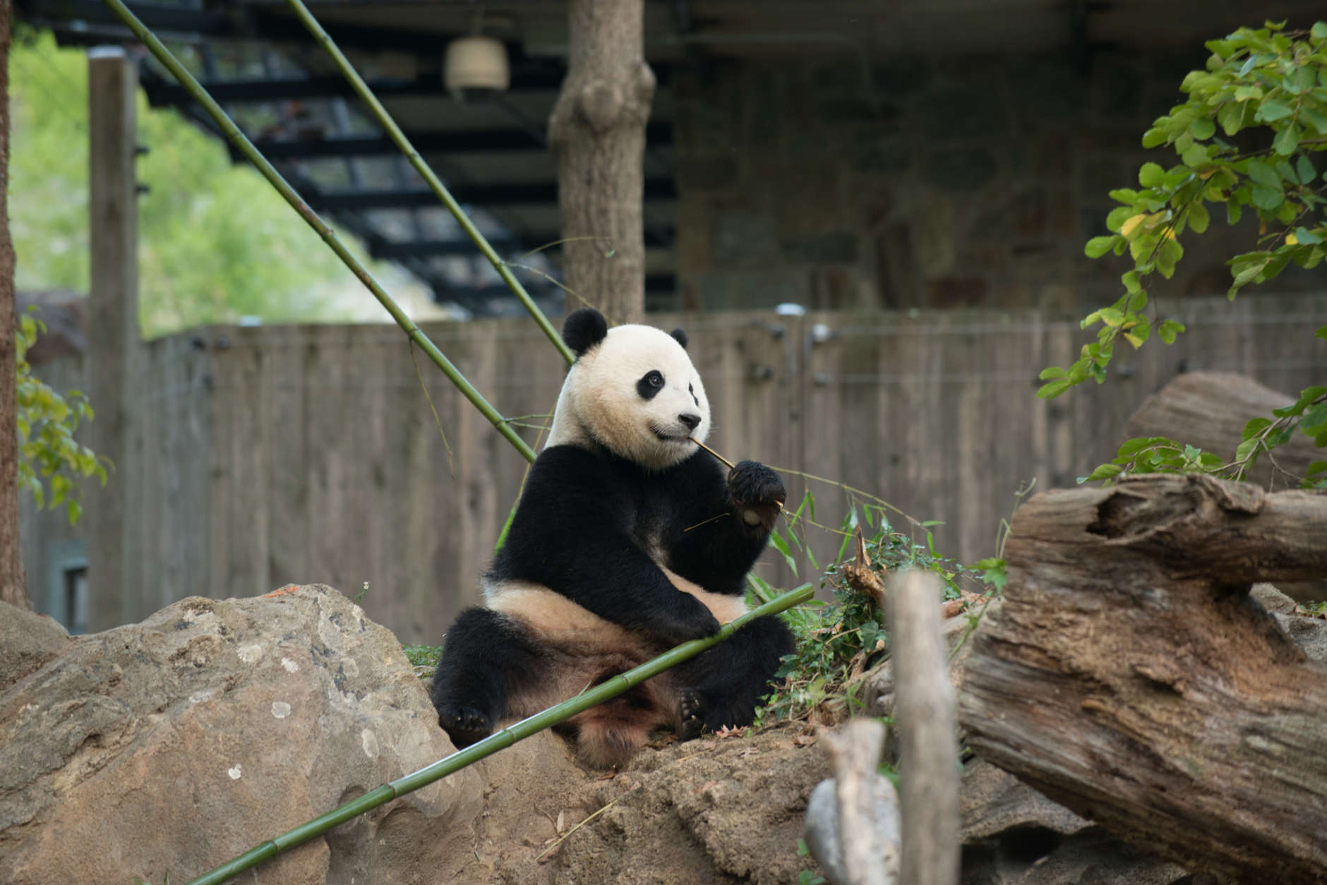 Bao Bao's keepers will have her favorite snacks available during the 16-hour flight to China. (Courtesy Smithsonian National Zoo)