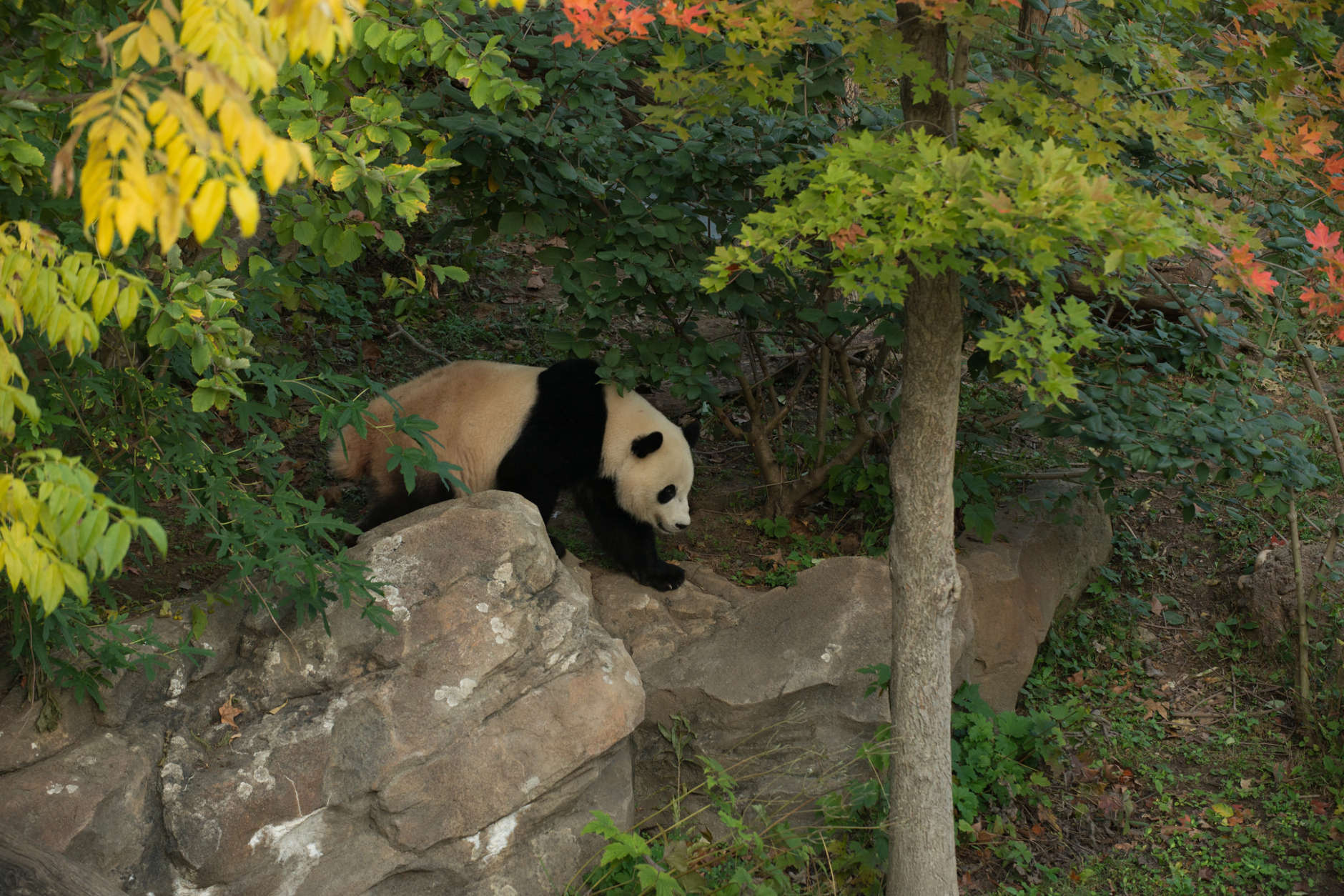 The panda will go to a facility where Smithsonian National Zookeepers say she will have plenty of space to roam and all the bamboo she wants. (Courtesy Smithsonian National Zoo)