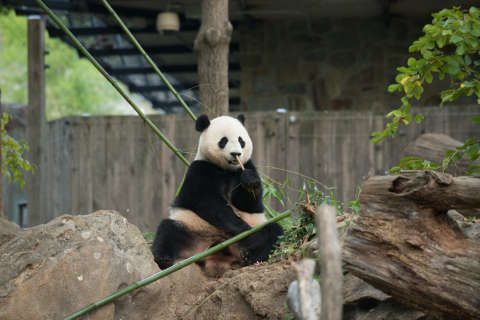 Special delivery: US-born panda cub Bao Bao bound for China