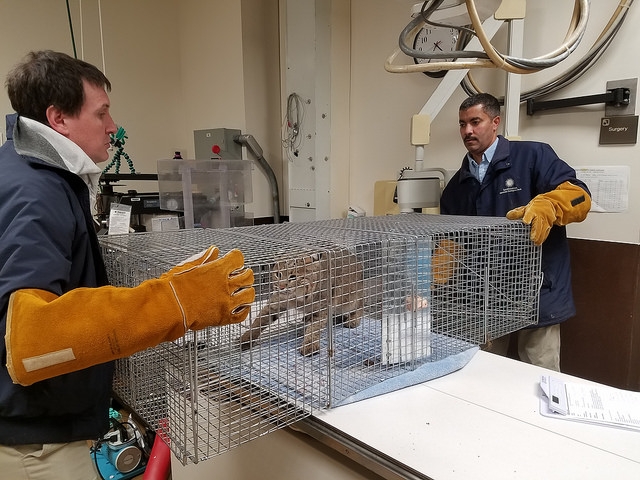 Animal care staff at the National Zoo were able to identify Ollie via a transponder chip. (Courtesy Amy Enchelmeyer, Smithsonian's National Zoo)