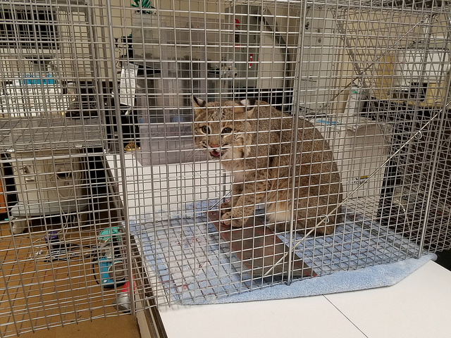 Missing since Monday, Ollie — the 25-pound female bobcat — was located near the zoo’s bird exhibit Wednesday afternoon.   (Courtesy Amy Enchelmeyer, Smithsonian's National Zoo)