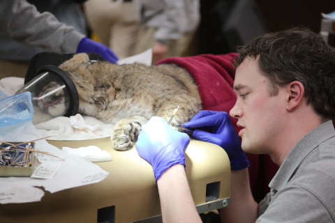 National Zoo bobcat back home, gets checkup