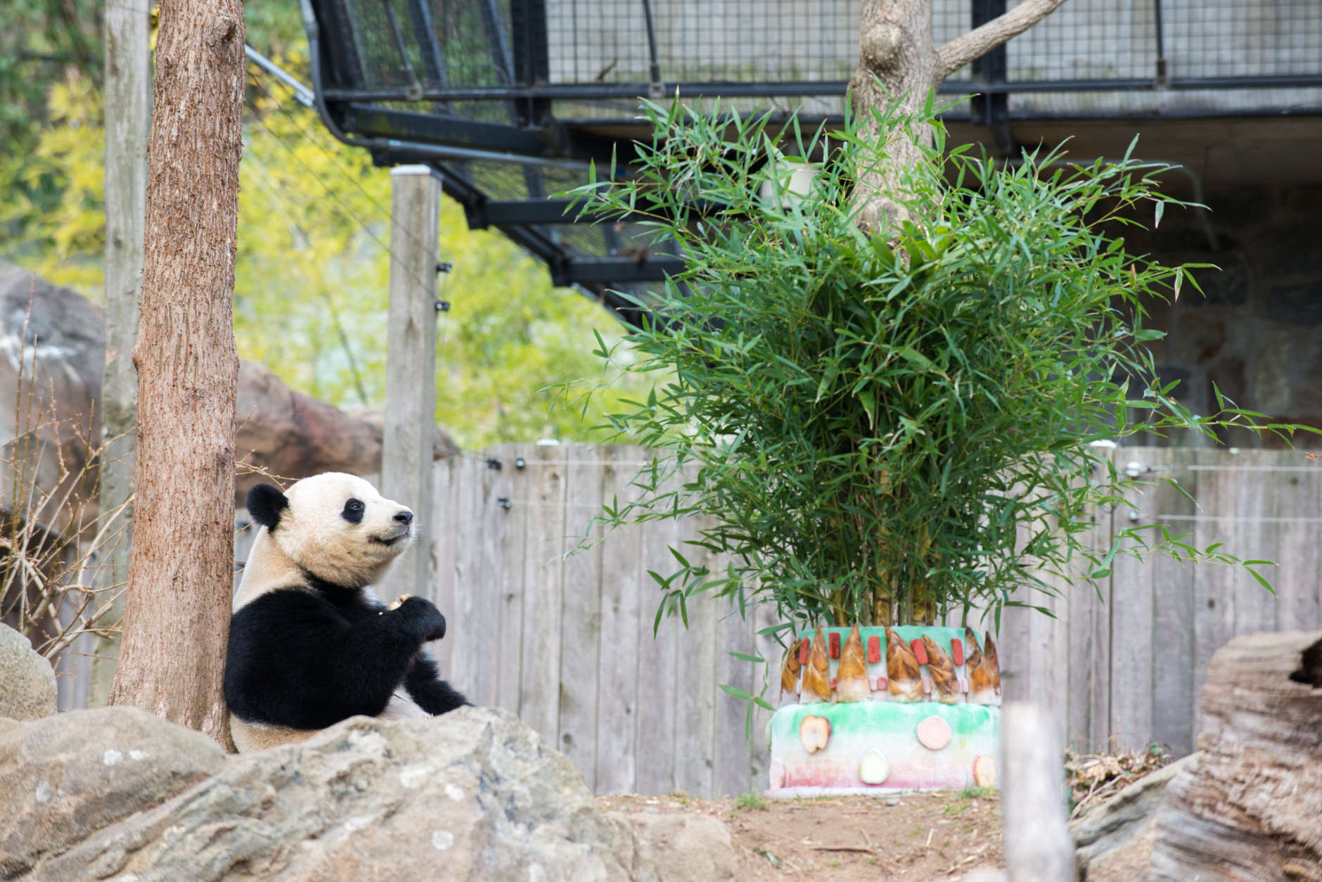 While there will be no movie during Bao Bao's 16-hour flight, she will enjoy plenty of her favorite snacks. (Courtesy Smithsonian National Zoo)