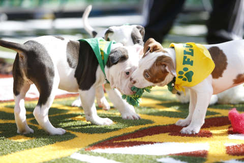 Puppy Bowl XIII adds wriggles and wags to Super Bowl Sunday
