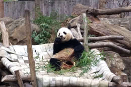 Pandas at the National Zoo are moved to China by the time they are four years old. Bao Bao will be turning four in August. (WTOP / Kathy Stewart)
