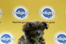 Buttons from Florida Little Dog Rescue on "Team Fluff."  (Animal Planet/Keith Barraclough)